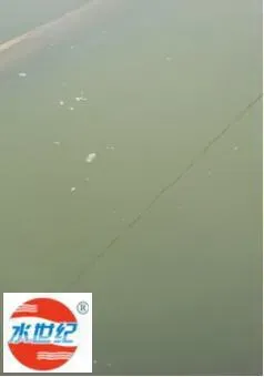 青鱼养殖池塘前期浑水处理案例