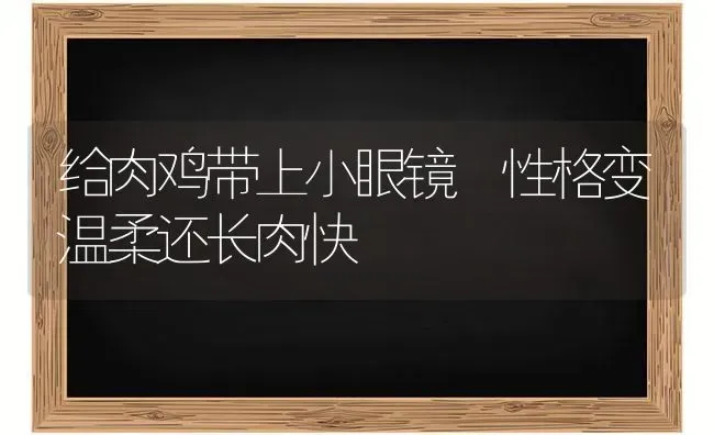 给肉鸡带上小眼镜 性格变温柔还长肉快 | 家禽养殖