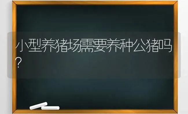 小型养猪场需要养种公猪吗？ | 家畜养殖