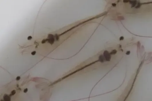 对虾养殖环节最后一搏：越冬管理技术要点