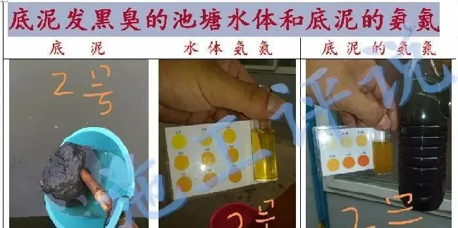 夏季高温季节池塘下风口为什么会看到一些小泡泡，有什么危害？
