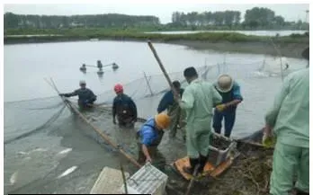 海大全雄黄颡鱼生长快规格齐卖价高