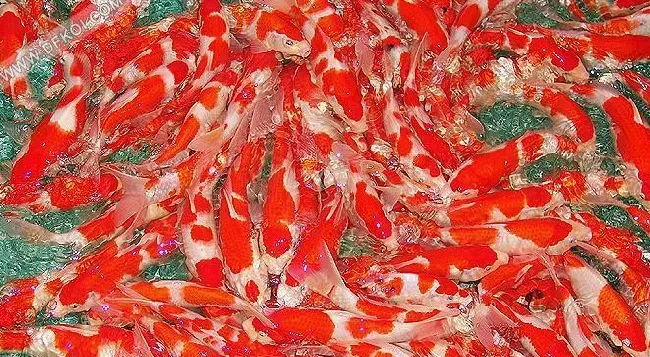 锦鲤人工养殖技术