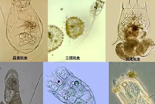 轮虫产生的原因以及危害有哪些应该如何处理？