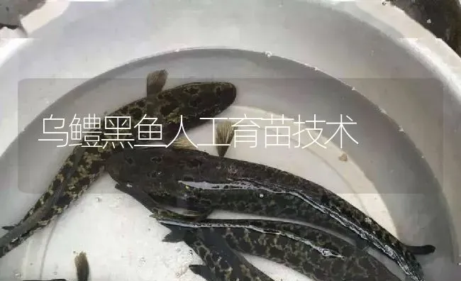 乌鳢黑鱼人工育苗技术 | 淡水养殖