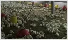 肉鸡养殖技术 | 农业养殖科普