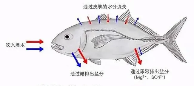 水和盐的“渗透压”：鱼类的渗透压功能与食盐防治鱼病的机理