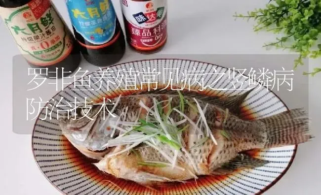 罗非鱼养殖常见病之竖鳞病防治技术 | 淡水养殖
