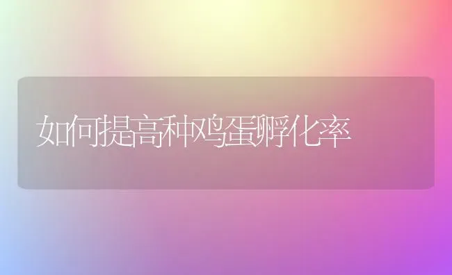 如何提高种鸡蛋孵化率 | 家禽养殖