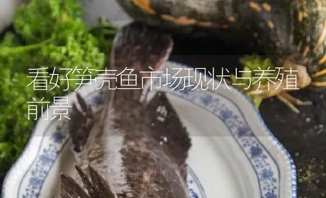 看好笋壳鱼市场现状与养殖前景 | 淡水养殖