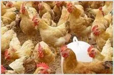 肉鸡养殖技术 | 农业养殖科普