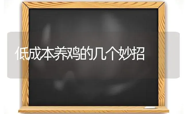 低成本养鸡的几个妙招 | 家禽养殖