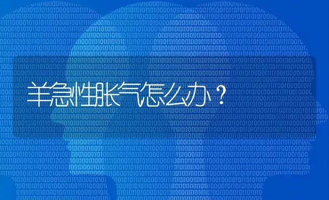 羊急性胀气怎么办？ | 家畜养殖