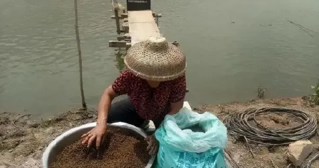 恰当的渔药施用方法不能忽略或者掉以轻心，否则药钱花了鱼病也没治好！