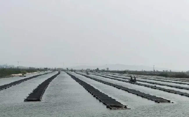 【海参专题】海参网箱保苗，放苗第二天就“化皮”？高产池塘这样做！