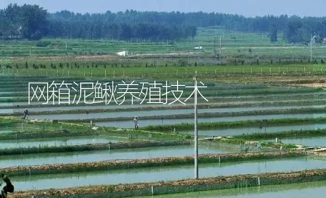 网箱泥鳅养殖技术 | 淡水养殖