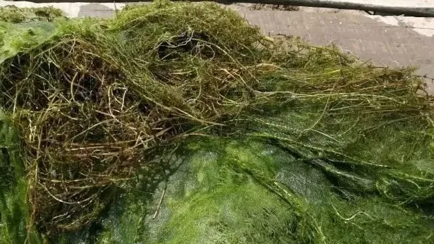 你和河蟹养殖高手之间，只差草草草草草草