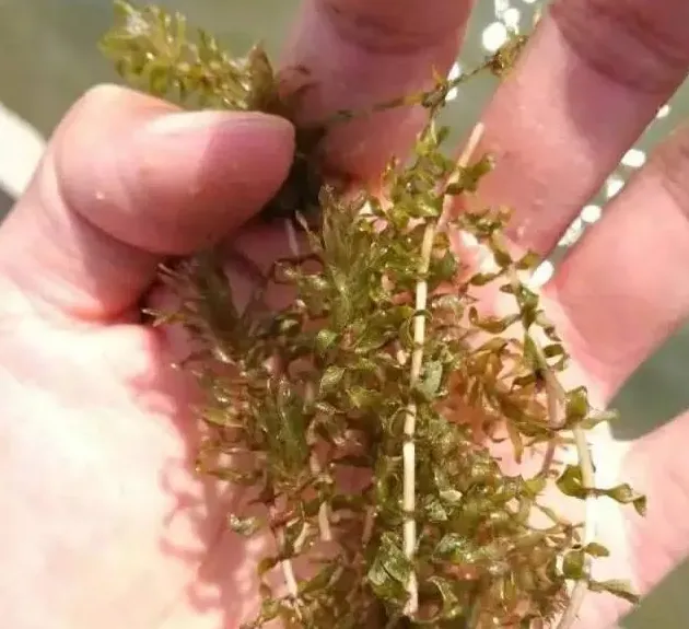 你和河蟹养殖高手之间，只差草草草草草草