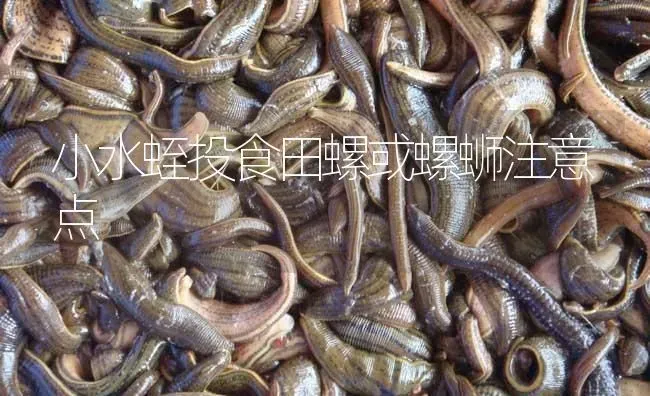 小水蛭投食田螺或螺蛳注意点 | 特种养殖