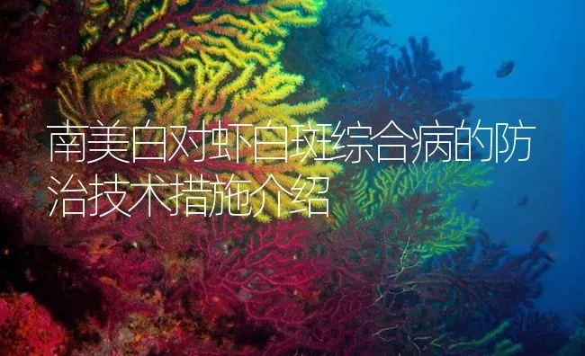 南美白对虾白斑综合病的防治技术措施介绍 | 海水养殖