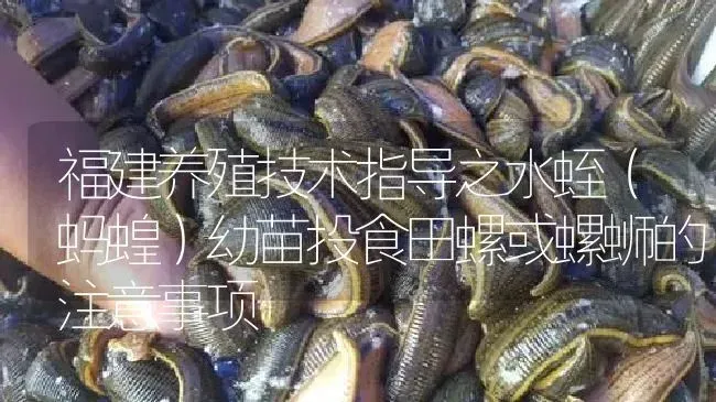 福建养殖技术指导之水蛭（蚂蝗）幼苗投食田螺或螺蛳的注意事项 | 特种养殖