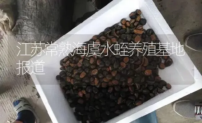 江苏常熟海虞水蛭养殖基地报道 | 特种养殖