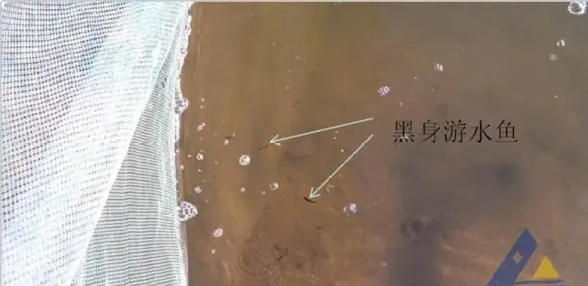 育苗期苗鱼弱质导致海鲈鱼苗长期不进食的处理方法