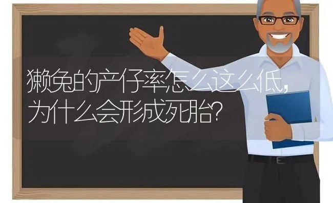 獭兔的产仔率怎么这么低，为什么会形成死胎？ | 家畜养殖