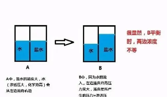 水和盐的“渗透压”：鱼类的渗透压功能与食盐防治鱼病的机理