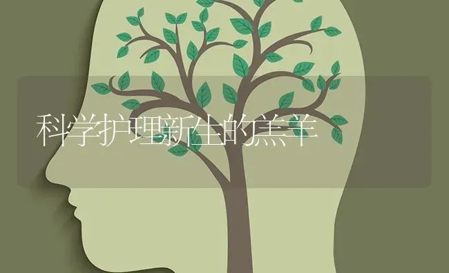 科学护理新生的羔羊 | 家畜养殖