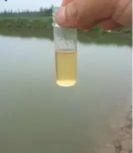南美白对虾塘重金属超标和蓝藻的处理案例分享