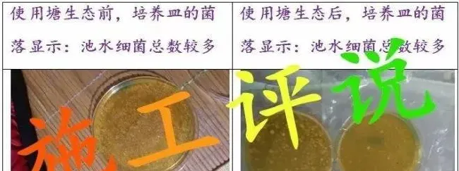 成功就暴利的冬棚虾，管理上也要区别对待，铺膜池调水防病要注意这些