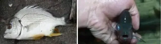 五月份珠三角地区黄鳍鲷养殖常见问题