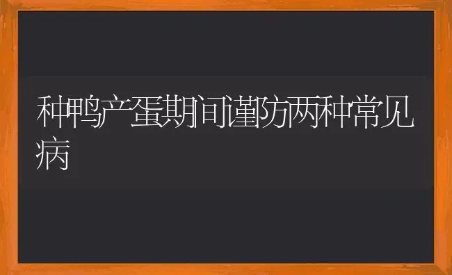 种鸭产蛋期间谨防两种常见病 | 家禽养殖