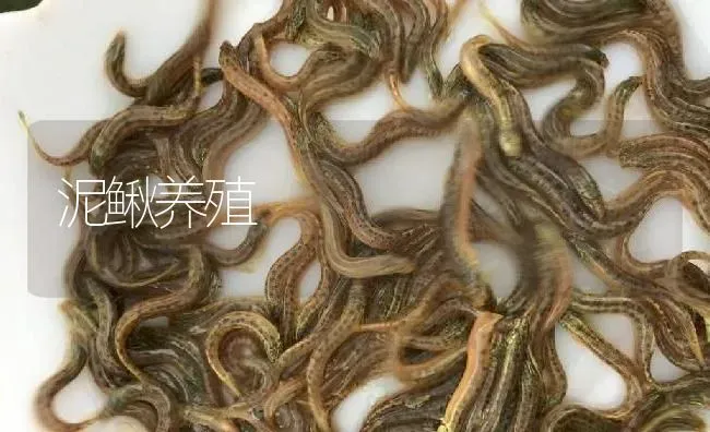 泥鳅养殖 | 淡水养殖