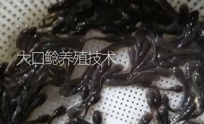 大口鲶养殖技术 | 淡水养殖