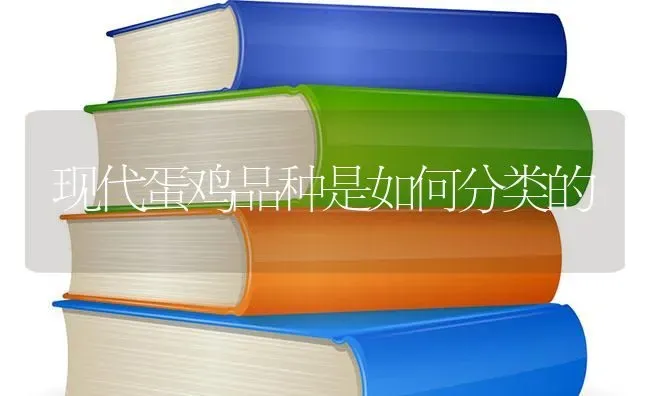 现代蛋鸡品种是如何分类的 | 家禽养殖
