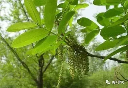 看看身边的果菜植物能不能为水产养殖户服务？