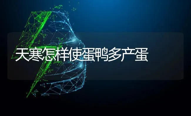 天寒怎样使蛋鸭多产蛋 | 家禽养殖