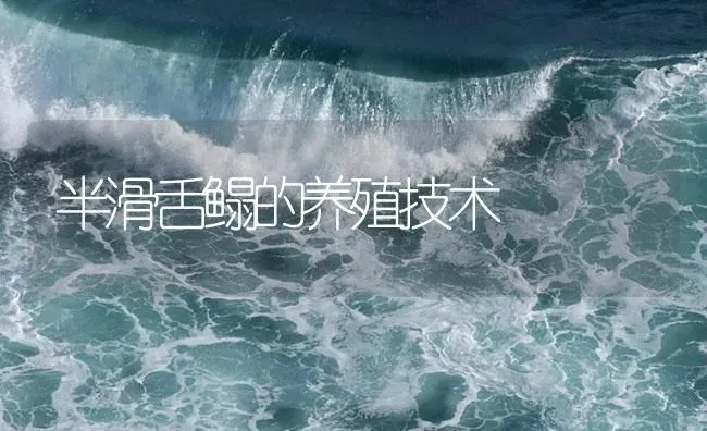 半滑舌鳎的养殖技术 | 海水养殖