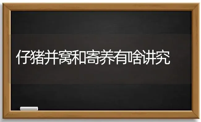 仔猪并窝和寄养有啥讲究 | 家畜养殖