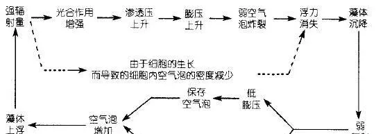 水产养殖池塘蓝藻的特征及防控探讨