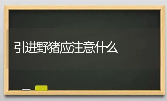 引进野猪应注意什么 | 家畜养殖