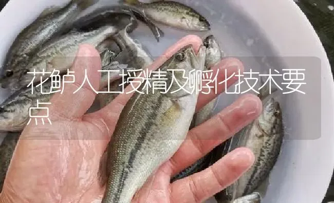 花鲈人工授精及孵化技术要点 | 淡水养殖