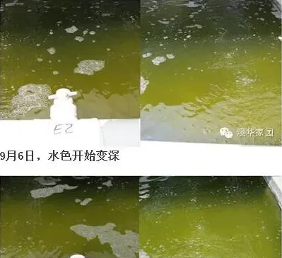 澳华赢在起跑线模式之南美白对虾“消毒肥水三天见效”