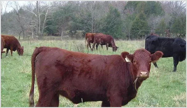 养殖肉牛需要掌握的增肥技术详解 | 动物养殖知识