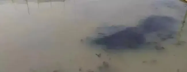 池塘水浑浊不是什么大毛病，但处理不好就可能“暴雷”，这个处理方案你一定要了解