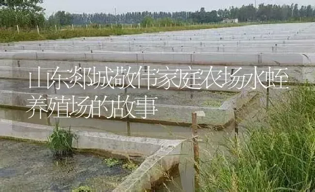 山东郯城敬伟家庭农场水蛭养殖场的故事 | 特种养殖