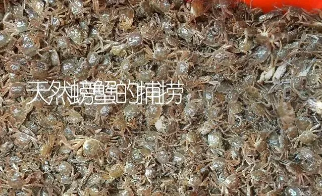 天然螃蟹的捕捞 | 淡水养殖