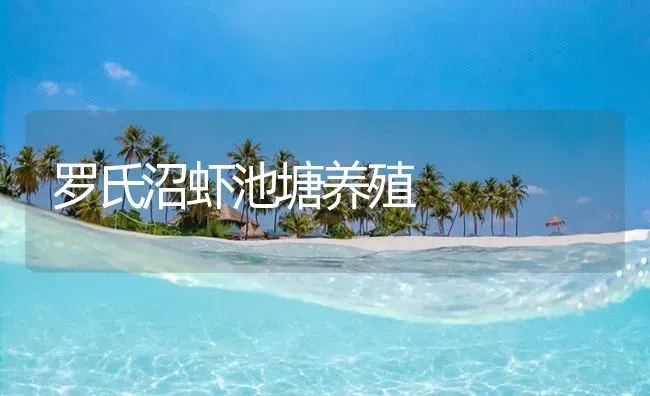 罗氏沼虾池塘养殖 | 海水养殖